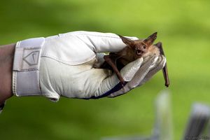 VIRTUAL NorCal Bats 